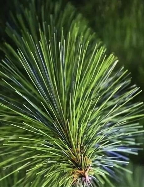 Искуственная сосна "Сосна Микс Pine Mix" 1.8 м 101896 фото